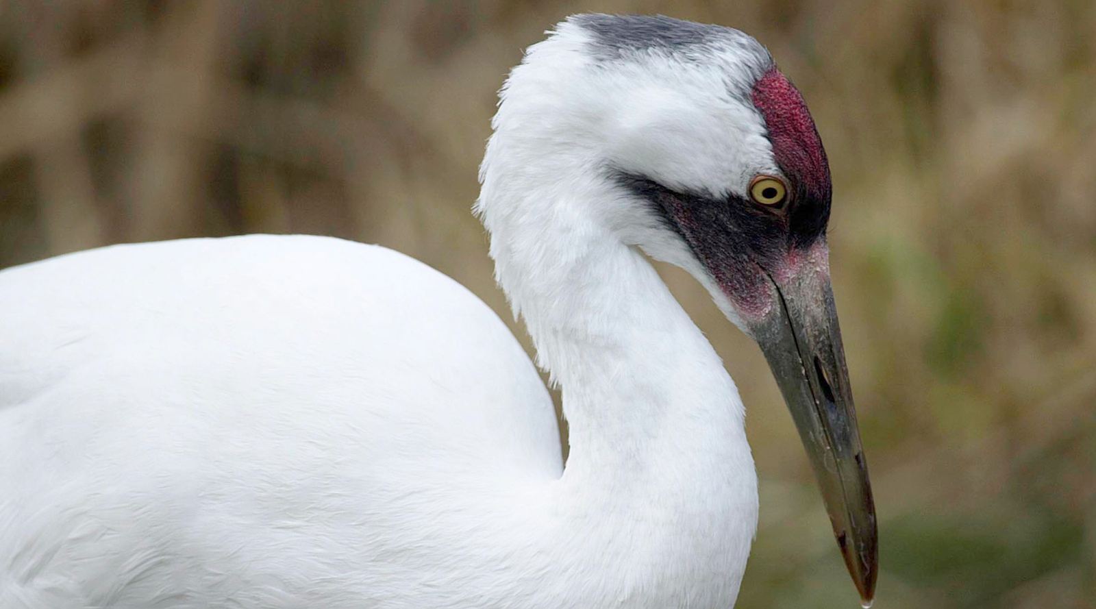 Close up of a whooping crane showcasing its distinct red crown
