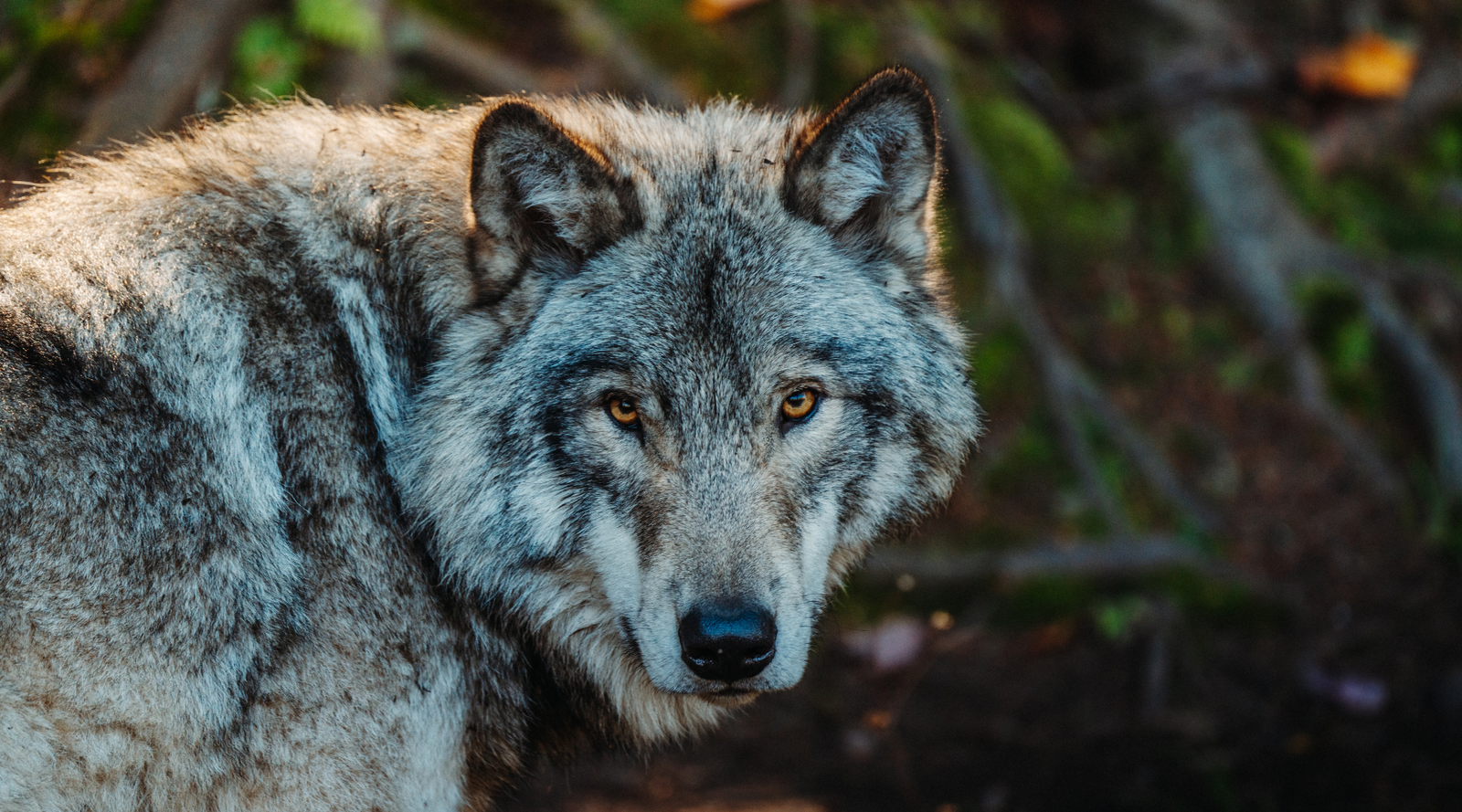 Close-up of a grey wolf staring intently, highlighting facial features in the coyote vs wolf comparison