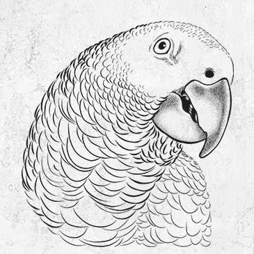 African Grey Parrot