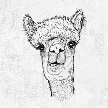 Alpaca