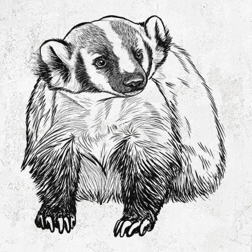 American Badger - Taxidea taxus