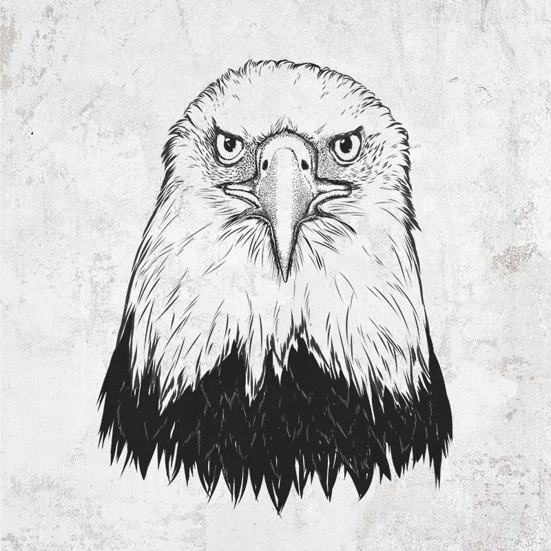 Haliaeetus Leucocephalus - American Bald Eagle