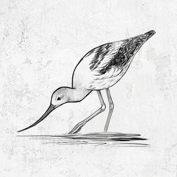 Line art of an American Avocet wading with its head down and curved bill