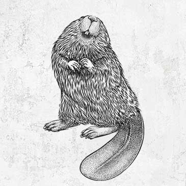 North American Beaver - Castor canadensis