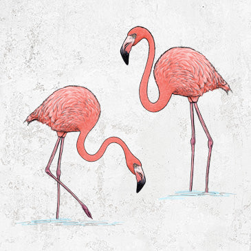 Hand-drawn illustration of two pink American flamingos on graphic tees, shirts, and hoodies.