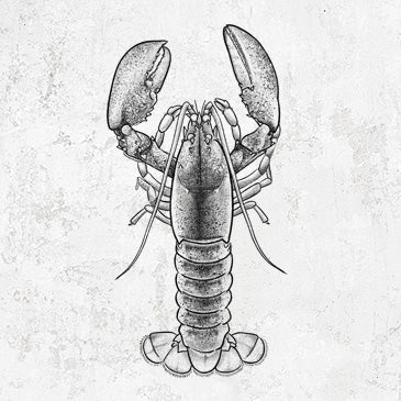 Hand-drawn illustration of an American lobster with claws raised on graphic shirts, tees, and hoodies.