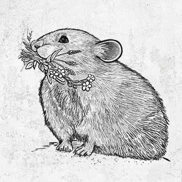 Ochotona princeps - American Pika