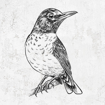 American Robin Tees and Other Gifts | BeCauseTees