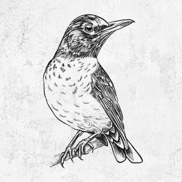 American Robin - Turdus migratorius