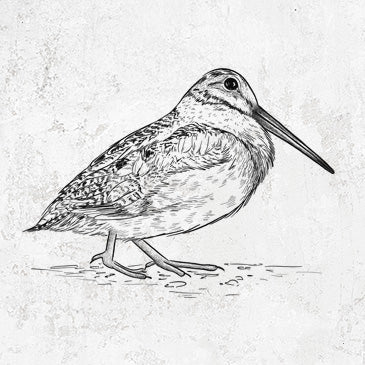 Line art of an American Woodcock with detailed plumage and long bill