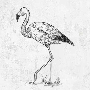 Andean Flamingo - Phoenicoparrus andinus