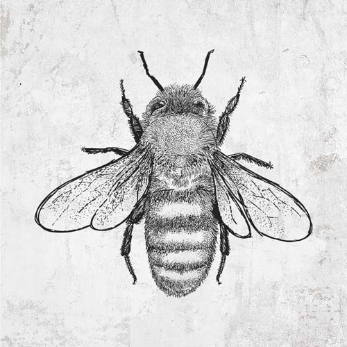 Honey Bee drawing on clothing and gifts
