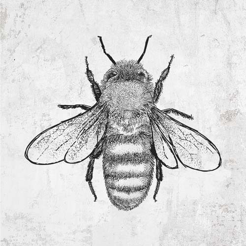 Apis Mellifera - Honey Bee