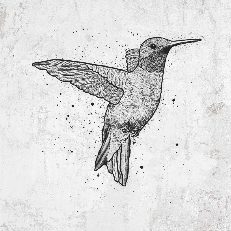 Archilochus Colubris - Ruby-throated Hummingbird