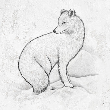 Arctic Fox - Vulpes lagopus