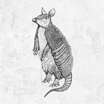 Nine-Banded Armadillo - Dasypus novemcinctus