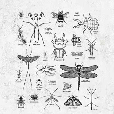 Chart of Arthropods/Insects