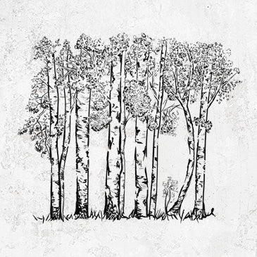 Quaking Aspens - Populus tremuloides
