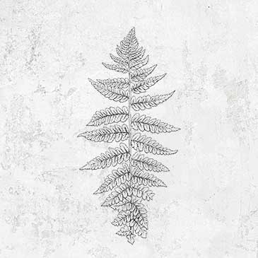 Athyrium filix femina - Lady Fern