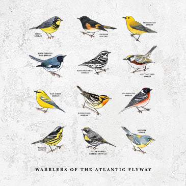 Warblers of the Atlantic Flyway