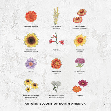 Autumn Blooms of North America