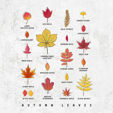 Vibrant Autumn Leaves Chart Apparel and Gifts | Because Tees