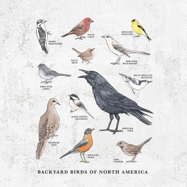 Common Backyard Birds of North America