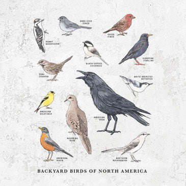 Common Backyard Birds of North America