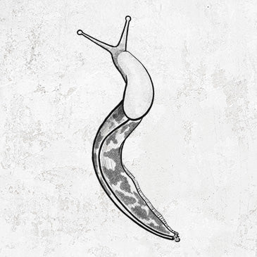 Pacific Banana Slug - Ariolimax columbianus