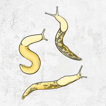 Banana Slug Squad - Ariolimax columbianus