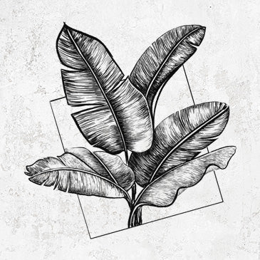 Banana Plant Leaves