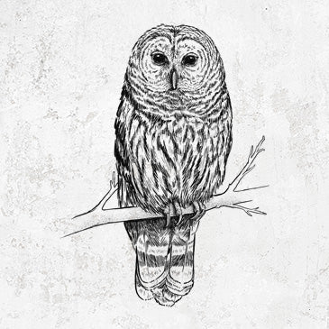 Barred Owl - Strix varia