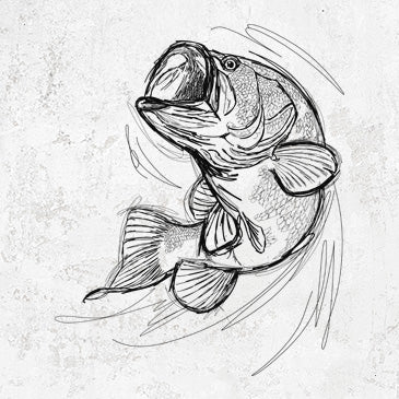 Largemouth Bass Fish - Micropterus salmoides