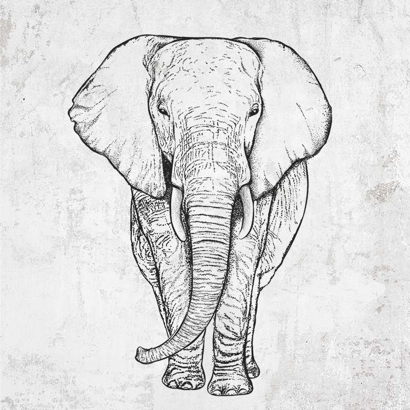 Loxodonta africana - African Elephant