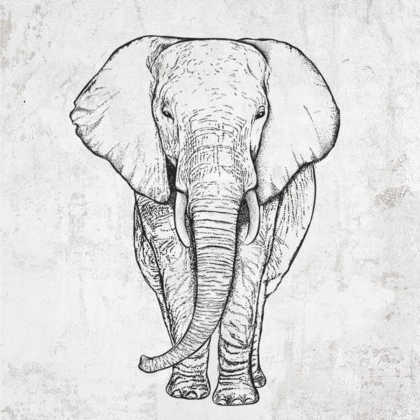Loxodonta africana - African Elephant