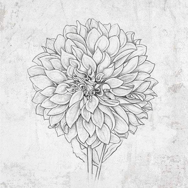 Dahlia Cafe Au Lait