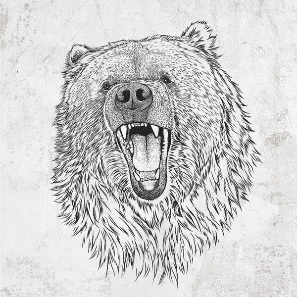 Kodiak Bear - Ursus arctos