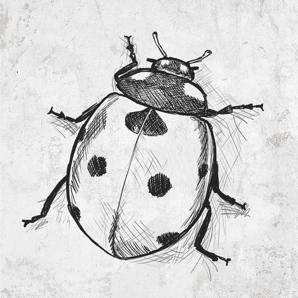Coccinella septempunctata - Seven-spot Ladybird Ladybug
