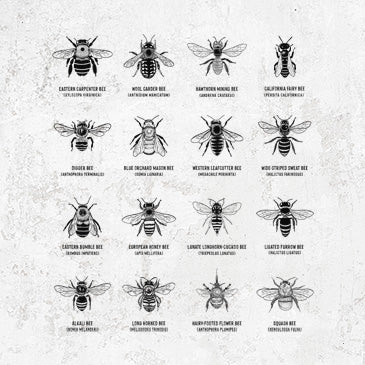 Bee Chart - North American Bees Apparel | Because Tees