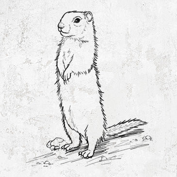 Belding's Ground Squirrel - Urocitellus beldingi