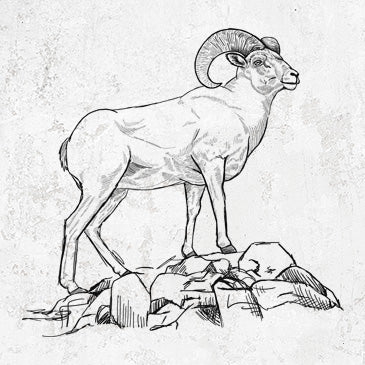 Hand-drawn Bighorn Sheep Ram illustration on tees and gifts