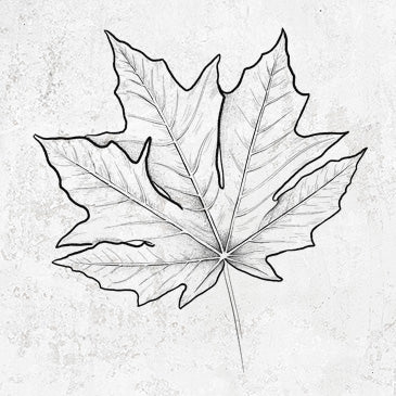 Bigleaf Maple - Acer macrophyllum