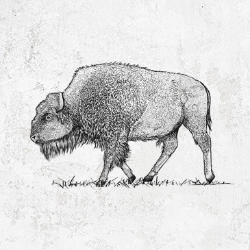 American Bison / Buffalo - Bison bison