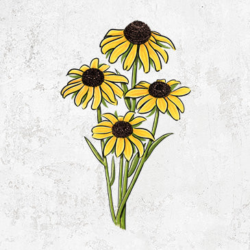 Black-eyed Susans - Rudbeckia hirta