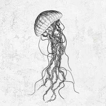 Black Sea Nettle Jellyfish - Chrysaora achlyos
