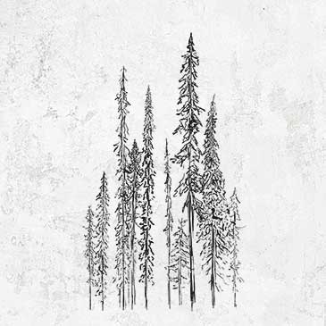 Black Spruce (Picea mariana)