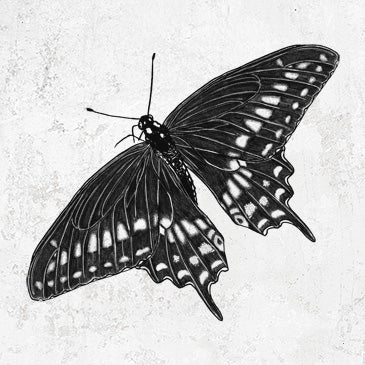 Black Swallowtail Butterfly Tee - Nature Design Apparel