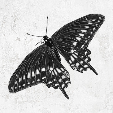 Black Swallowtail Butterfly - Papilio polyxenes