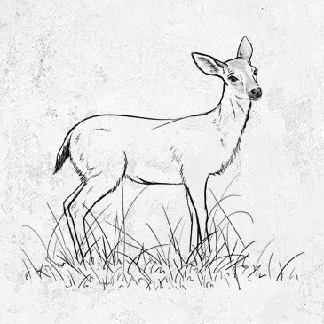 Black-tailed Deer Doe - Odocoileus hemionus hemionus