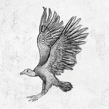 Black Vulture drawing for shirts and gifts